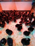 Il reste 58 poussins à 1 jour avant le 14 mai, races différe, Poule ou poulet, Femelle