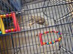 Kakariki, Dieren en Toebehoren, Geslacht onbekend, Tropenvogel, Geringd