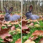 Groot Lotharinger, Mâle, Grand, 0 à 2 ans