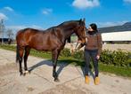 KWPN MERRIE Z1 DRESSUUR, Dieren en Toebehoren, Paarden, Merrie, Z