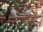 Senegaltortels bont, Dieren en Toebehoren, Vogels | Overige Vogels