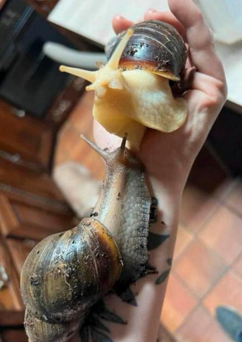Baby Afrikaanse Agaatslakken, Dieren en Toebehoren, Reptielen en Amfibieën, Overige soorten, 0 tot 2 jaar, Tam