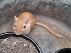 Gerbil/ mongoolse woestijnrat, Dieren en Toebehoren, Knaagdieren, Augustus, Muis, Geslacht onbekend, Tam