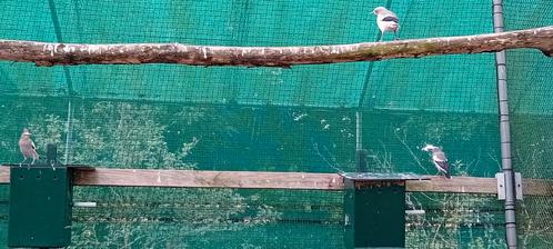 Kweek trio mandarijn spreeuwen, Dieren en Toebehoren, Vogels | Overige Vogels