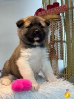 Amerikaanse Akita pup ZION, Hépatite contagieuse (maladie de Rubarth), Chienne, Belgique, 8 à 15 semaines