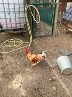 Haan, Dieren en Toebehoren