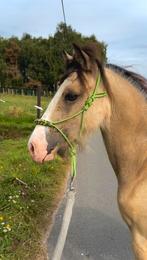 Recreatie b pony, Dieren en Toebehoren, Gechipt, Ruin, Niet van toepassing, 0 tot 2 jaar