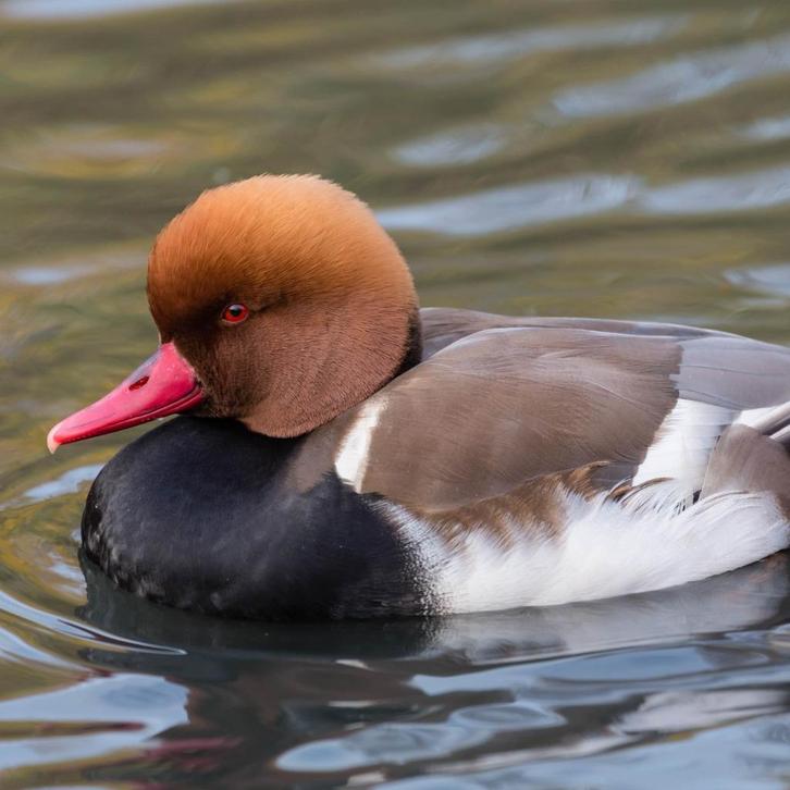 krooneend @ paradijshof, Dieren en Toebehoren, Pluimvee, Eend, Meerdere dieren