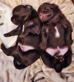 Chihuahua, Dieren en Toebehoren, Overige Dieren-accessoires, Ophalen, Nieuw