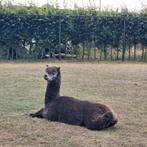 Alpaca appaloosa /grey harlekijn  dekhengst, Dieren en Toebehoren, Juni, Mannelijk