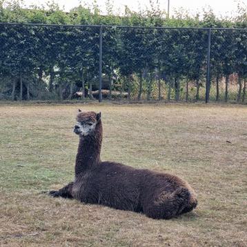 Alpaca appaloosa /grey harlekijn  dekhengst beschikbaar voor biedingen
