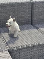 West Highland terriër pups/cesar/westy/pups/wit/westie, Dieren en Toebehoren, België, Fokker | Hobbymatig, Overige rassen, CDV (hondenziekte)