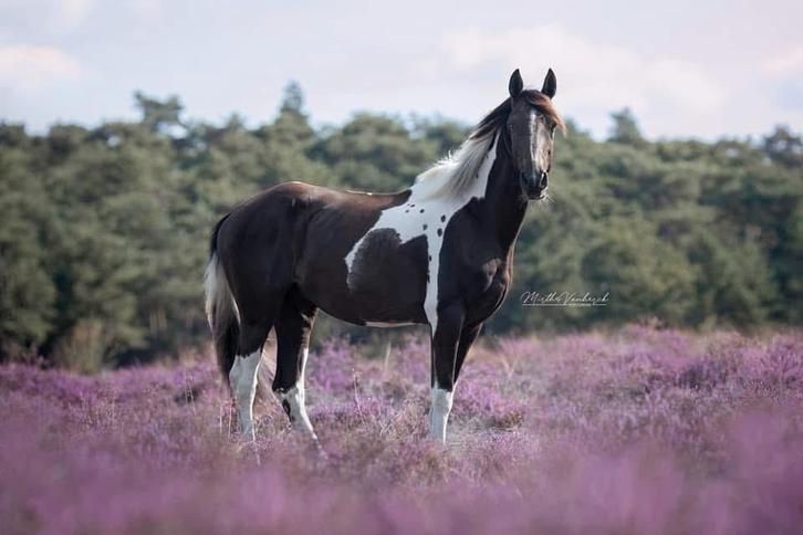 Bonte ruin, Animaux & Accessoires, Chevaux, Hongre