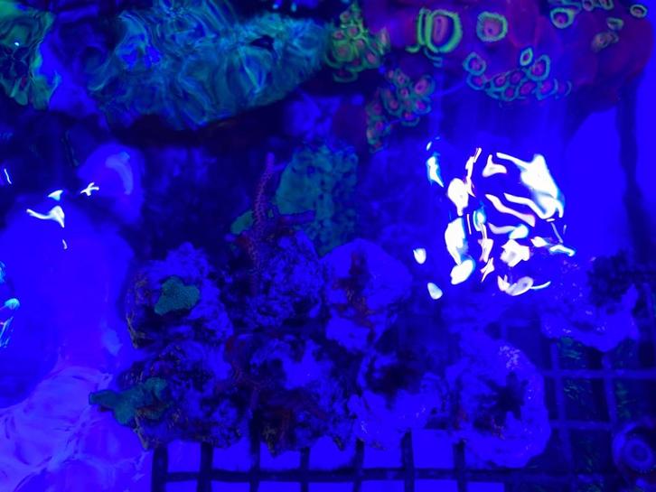 Koraal stekjes te koop, Dieren en Toebehoren, Vissen | Aquariumvissen, Zoutwatervis, Overige typen