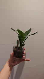 Sanseveria, Huis en Inrichting, Kamerplanten, Ophalen of Verzenden