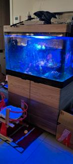 Red sea 250 met 2 clown vissen en x aantal coralen25 kg rock, Enlèvement