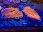 Montipora oranje -rood, Dieren en Toebehoren, Vissen | Aquariumvissen