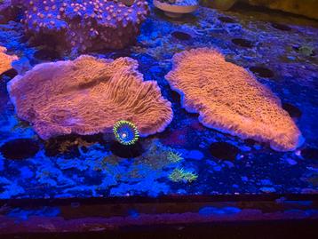 Montipora oranje -rood beschikbaar voor biedingen