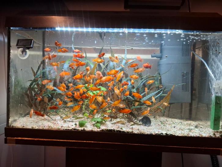 Platy orange et rouge à vendre, Animaux & Accessoires, Poissons | Aquariums & Accessoires, Enlèvement