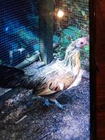 Poule naine d'ornement, Animaux & Accessoires, Enlèvement