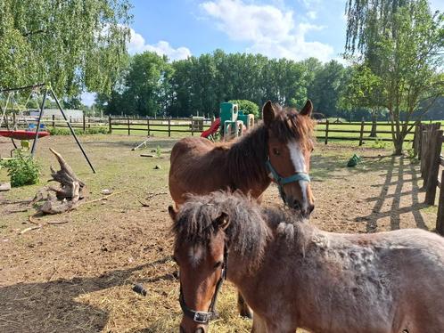 Merrieveulen kruist Apalossa x Irisch Cob, Dieren en Toebehoren, Paarden, Merrie, Niet van toepassing, Minder dan 160 cm, 0 tot 2 jaar