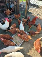 Kipen te koop, Dieren en Toebehoren