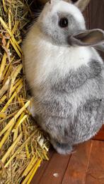 baby konijn, Dieren en Toebehoren, Geslacht onbekend, Dwerg, 0 tot 2 jaar