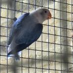 Fischeri 2025, opaline, euwing..., Dieren en Toebehoren, Meerdere dieren, Dwergpapegaai of Agapornis, Geringd