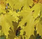 enkel-, meerstammige struiken, groenblijvend, bladverliezend, Tuin en Terras, Ophalen, Volle zon, Overige soorten, 400 cm of meer