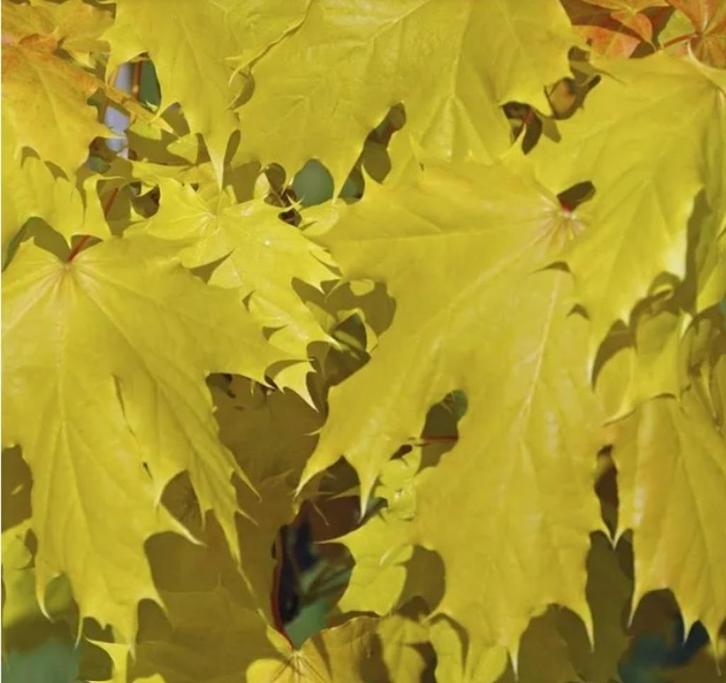 enkel-, meerstammige struiken, groenblijvend, bladverliezend, Tuin en Terras, Planten | Bomen, Overige soorten, 400 cm of meer