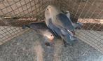 Blauwe fischeri, Dieren en Toebehoren, Geslacht onbekend, Dwergpapegaai of Agapornis, Geringd