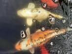 Vijvervissen : 4 Aziatische koi's en Steur., Dieren en Toebehoren, Karper of Koi
