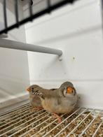 2 bruine zebravink poppen, Dieren en Toebehoren, Vrouwelijk, Tropenvogel, Geringd