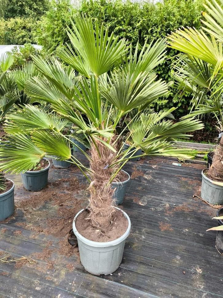 Trachycarpus wagnerianus 70 cm stam, Tuin en Terras, Planten | Bomen, Palmboom, 100 tot 250 cm, Volle zon, Lente, In pot, Ophalen