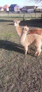 alpaca, Dieren en Toebehoren, Meerdere dieren