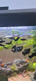 Mollies te koop – moeten dringend weg!, Vis, Zoetwatervis, Schoolvis