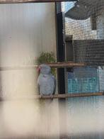 halsbanparkiet, Dieren en Toebehoren, Vrouwelijk, Parkiet