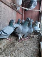 Duiven, Dieren en Toebehoren, Vogels | Duiven