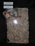 Korenslang baby's amel tessera motley (stripe), Slang, Tam, 0 tot 2 jaar