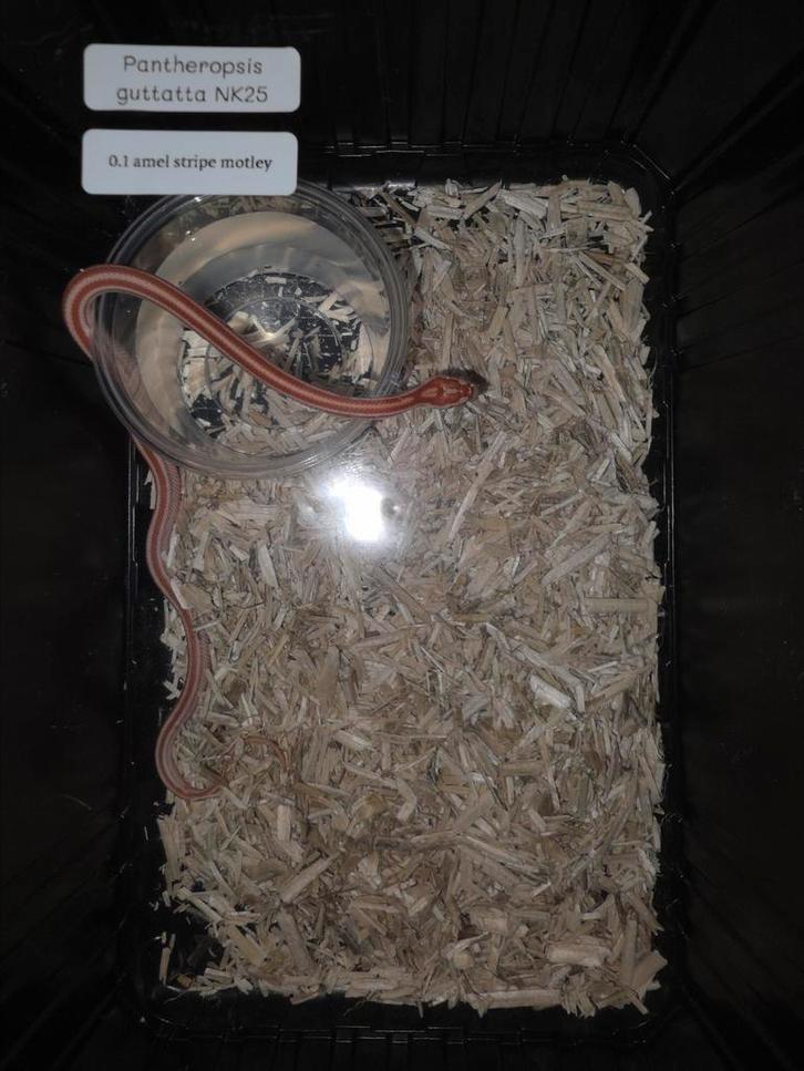 Korenslang baby's amel tessera motley (stripe), Dieren en Toebehoren, Reptielen en Amfibieën, Slang, 0 tot 2 jaar, Tam