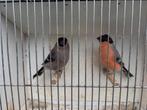 Noorse goudvinken 2025, Dieren en Toebehoren, Vogels | Overige Vogels, Geringd