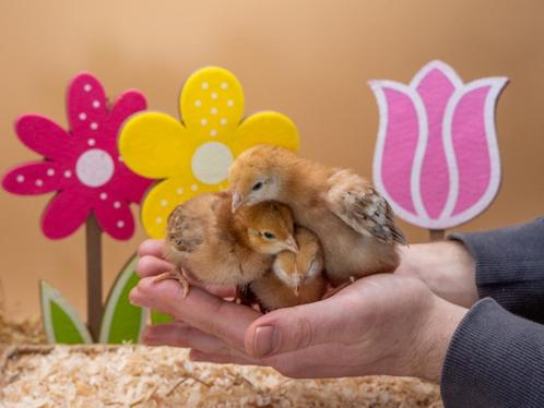 Rhode Island groot kuikens hennetjes, gesekst en ingeënt, Dieren en Toebehoren, Pluimvee, Kip, Vrouwelijk