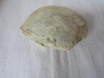 Opmerkelijk fossiel van een ronde oester van het type Oosten, Ophalen of Verzenden, Fossiel