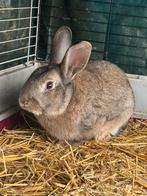 Konijn, Dieren en Toebehoren, Konijnen