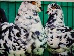 Duivenkoning, Meerdere dieren, Overige soorten