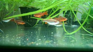 Cherry barbeeltjes 8 maanden oud en geslachtsrijp  beschikbaar voor biedingen