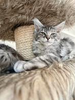 XXL Maine Coon kitten beschikbaar, Poes, Gechipt, 0 tot 2 jaar