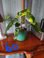 Philodendron burle max variegata, Enlèvement ou Envoi