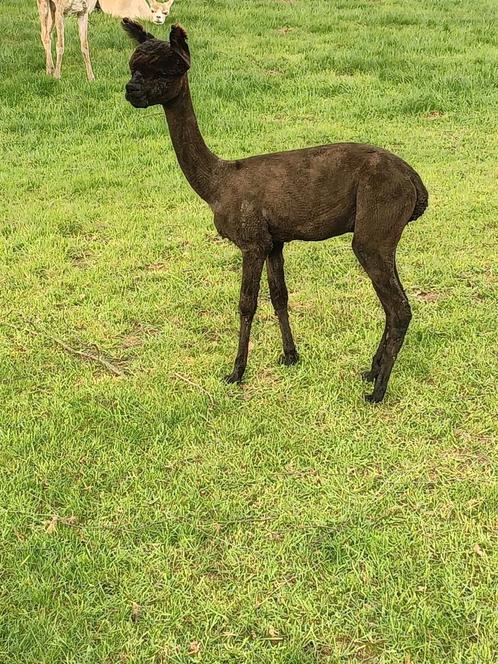 Alpaca merrie's en hengst, Dieren en Toebehoren, Overige Dieren