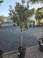 Photinia fras. Carré Rouge, Tuin en Terras, Ophalen